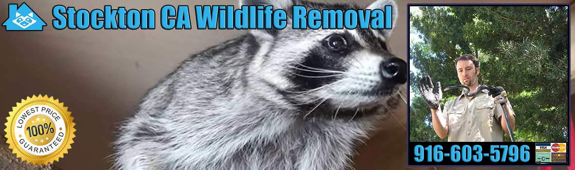 Stockton Wildlife and Animal Removal